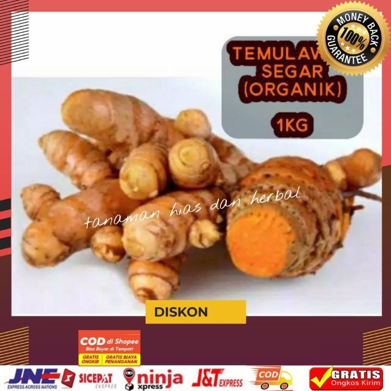 

Temulawak Super Temulawak Curcuma Temulawak Unggul Temulawak Terlaris Dan Termurah Per1kg