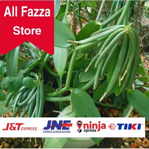 

BIBIT VANILI ASAL STEK 50 cm Siap Tanam Vanilli Jenis Planipolia Vanilla Paneli