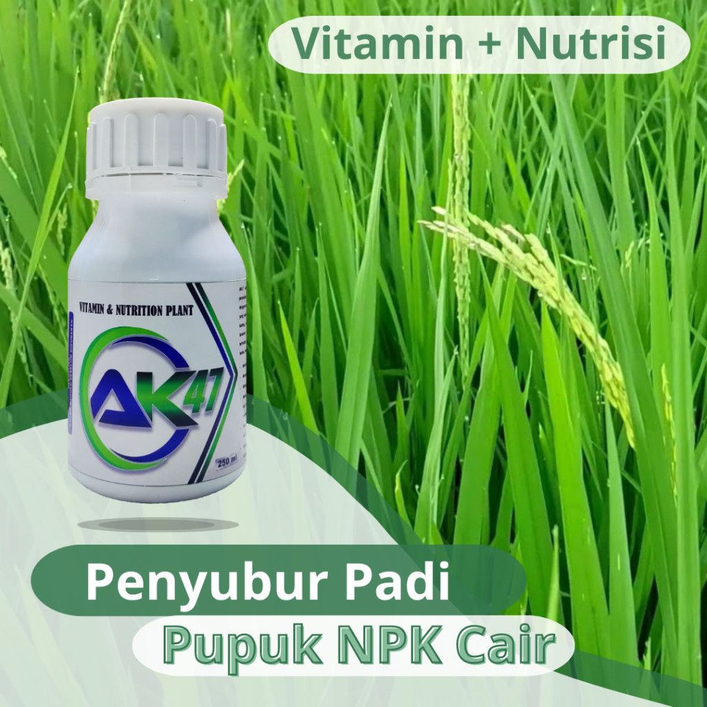 [PENYUBUR PADI] Pupuk Daun Padi untuk Memperbanyak Anakan Padi - Pupuk AK47