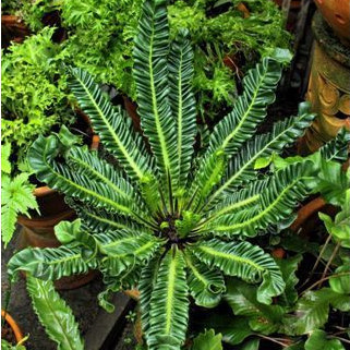 tanaman hias kadaka lasagna - asplenium cobra - kadaka lasagna - tanaman - kadaka kobra Tanaman Hias