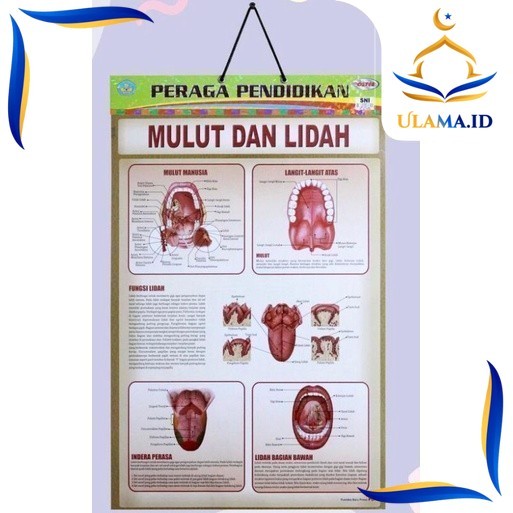

POSTER PERAGA PENDIDIKAN UHJ2