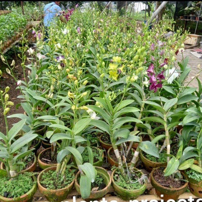Paket 6 Tanaman Anggrek Dendrobium Sudah Berbunga Kenop
