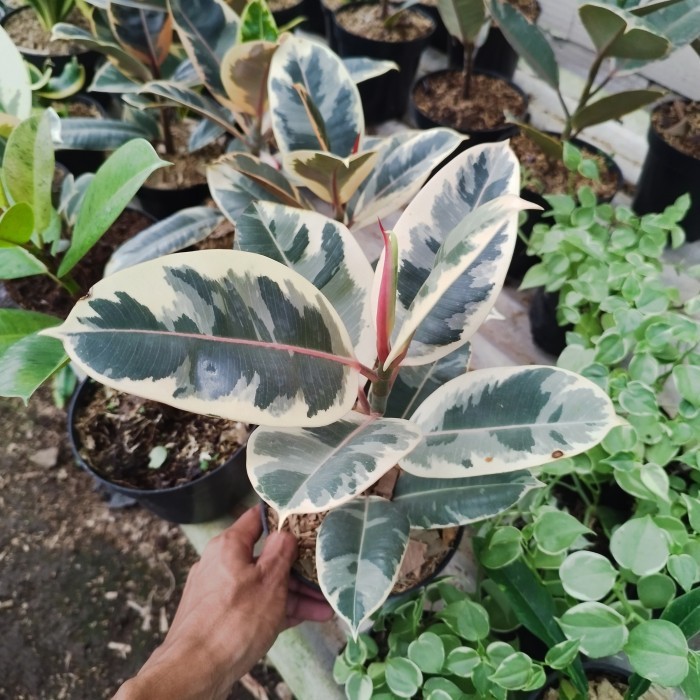 tanaman karet kebo varigata putih - ficus elastica variegata