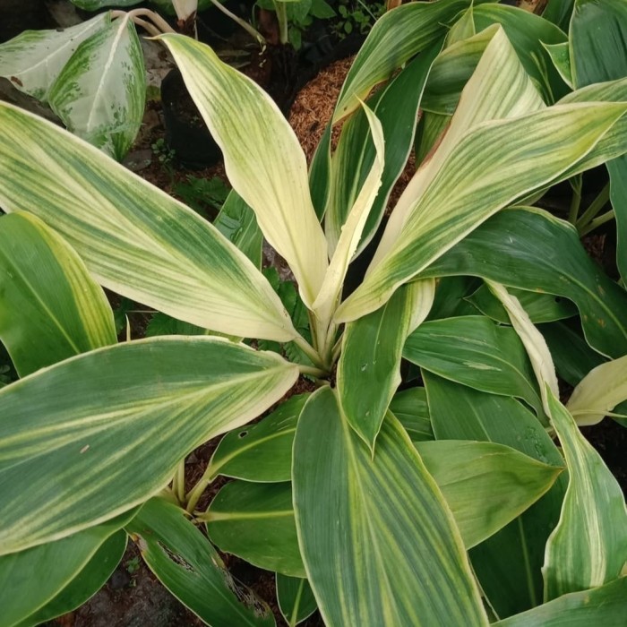 tanaman andong varigata/tanaman hanjuang varigata putih