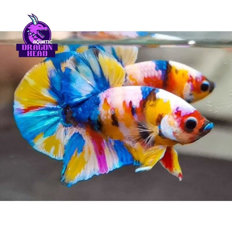 big promo Hiasan Akuarium Cupang Plakat Candy Multicolor hiyasan aquarium