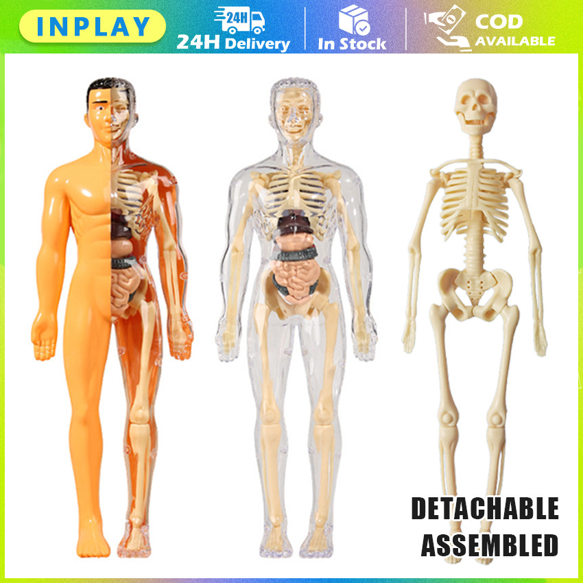 Mainan Rakitan Model Kerangka Manusia Kerangka Manusia Model Alat Peraga Edukatif Torso Anatomi Tubu