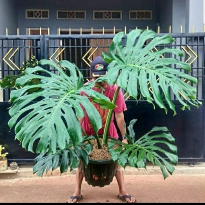 MONSTERA FRESHCUT Tanaman hias anakan monstera king giant - bibit monstera