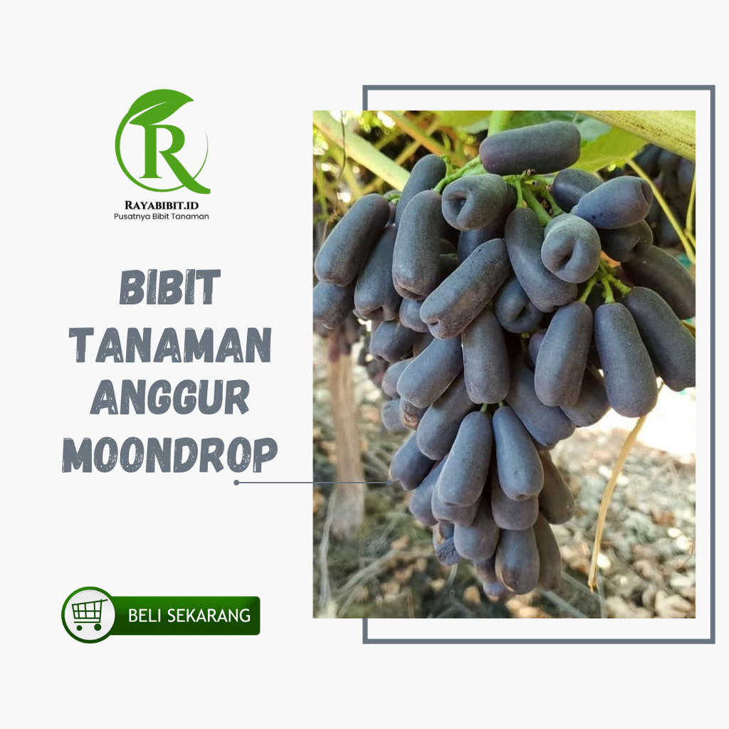 

anggur import mondroop