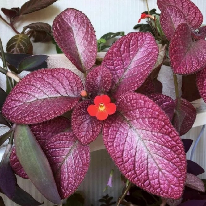 Tanaman Episcia Bludru merah