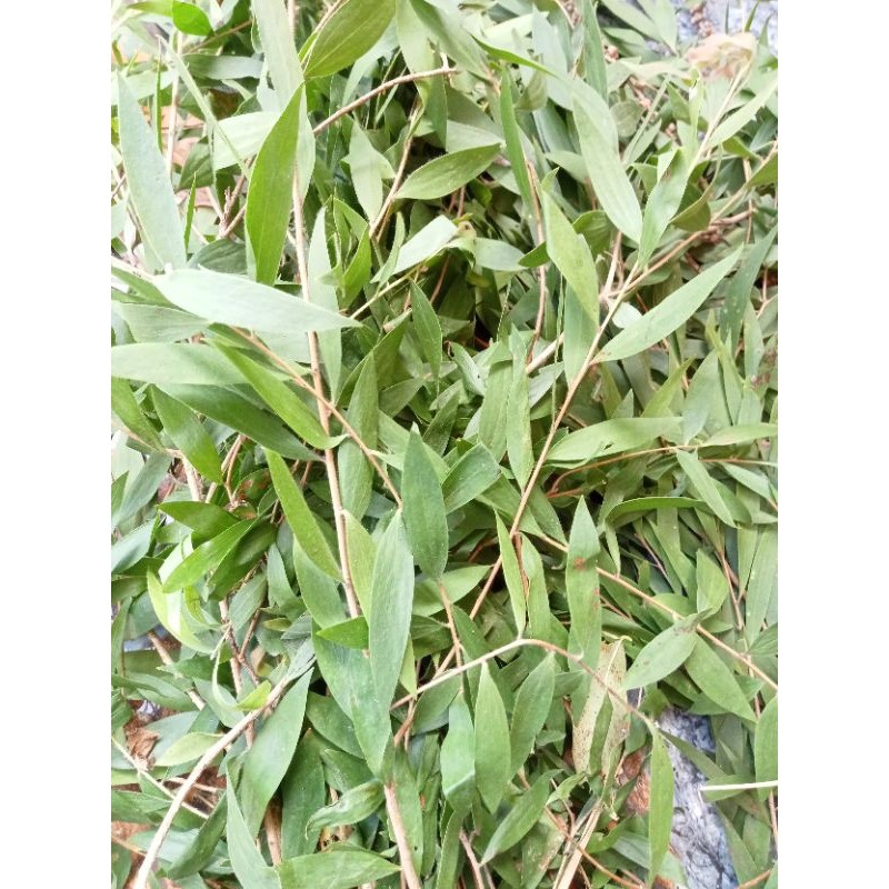 

Daun minyak kayu putih segar 100%ori