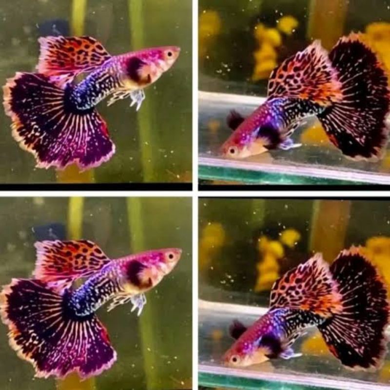 

stiker anomali hiasan aquarium ikan Guppy pink magenta big ear sepasang