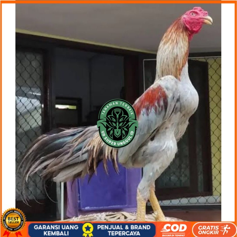 

Telur Ayam Bangkok Pakhoy kwalitas super telor Burung Hias untuk di tetaskan UD_SUPER_UNGGUL_ID