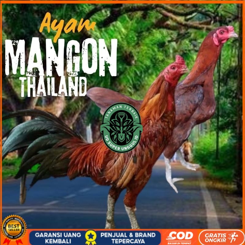 

telur ayam mangon Ori Thailand petarung bisa untuk di tetaskan UD_SUPER_UNGGUL_ID