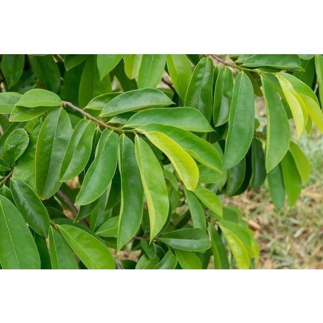 

Promo 500 gram Daun Sirsak segar Organik Langsung Petik COD ReGe.store