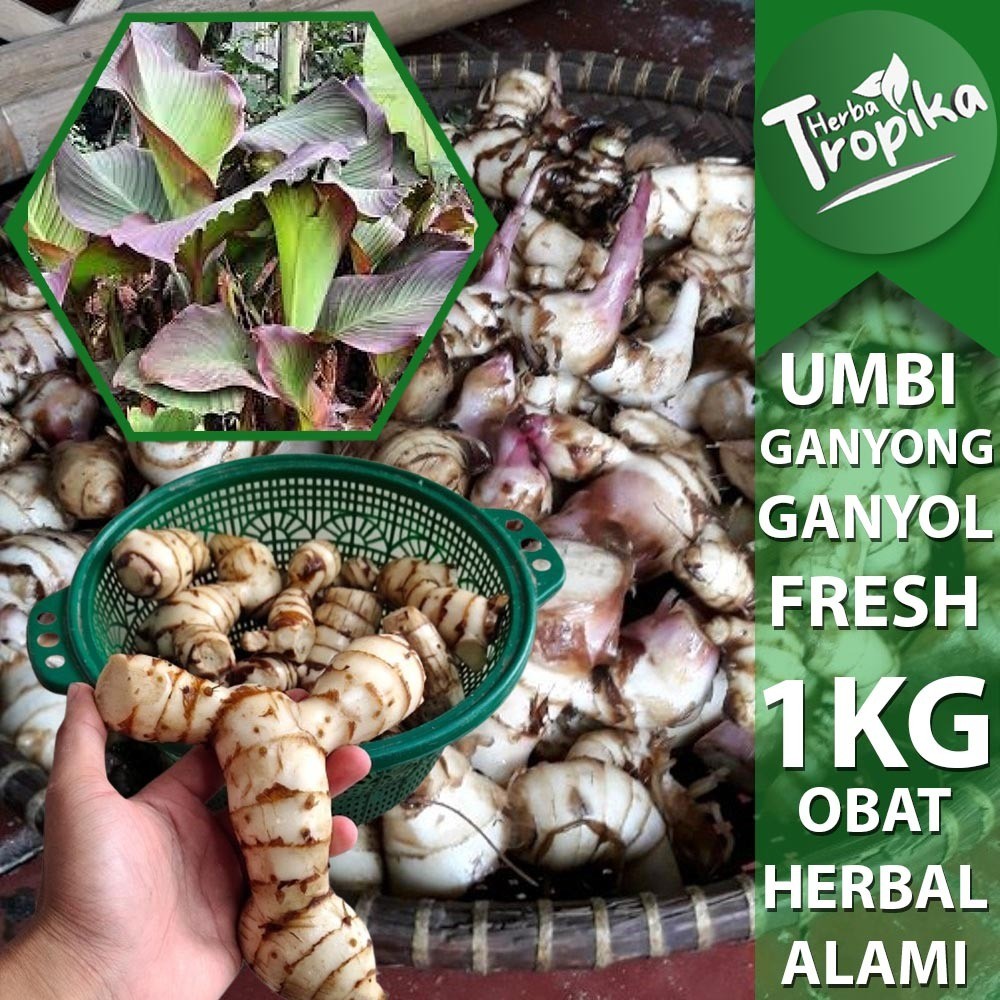

Umbi Ganyong Ganyol Segar 1 kg premium toko herba tropika