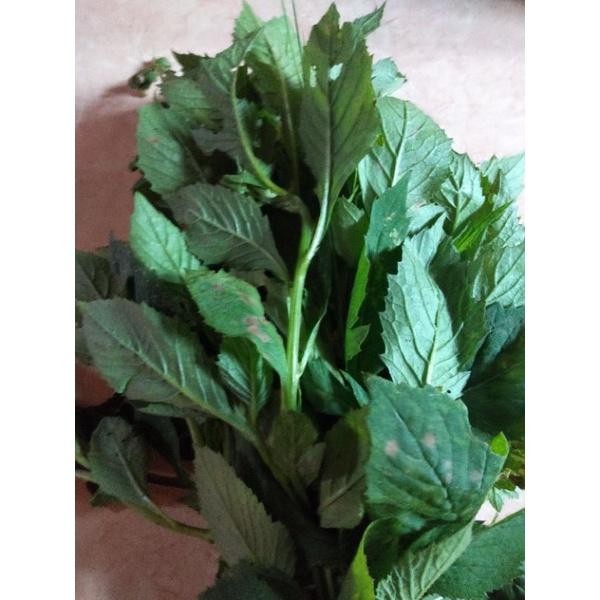 

ready stok daun sintrong segar herbal 500gram