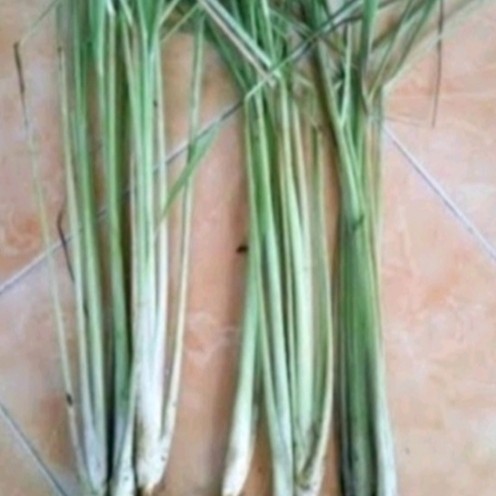 

bibit sereh serey bumbu masak per 500gram