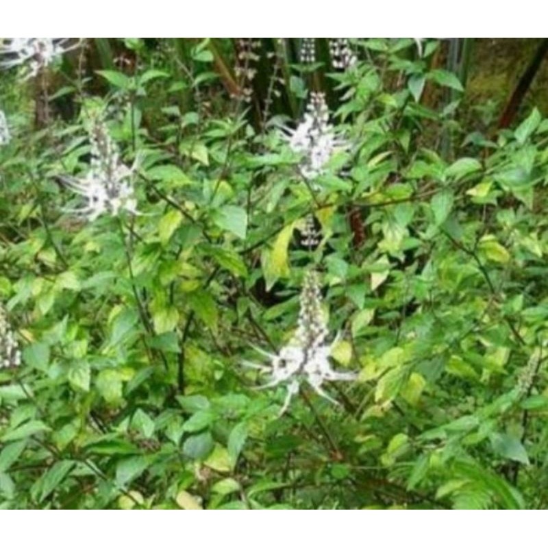 

daun kumis kucing segar organik 500 Gram Rempah_herbalCo