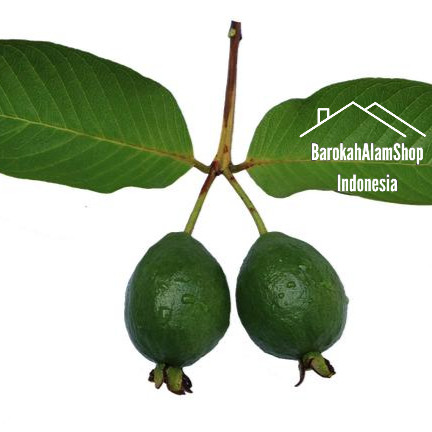 

Jambu Biji Muda 5 pcs / Pentil Jambu Klutuk Jambu Kristal Muda