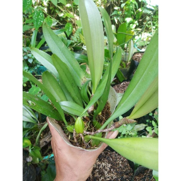 

silahkan COD anggrek mini bulbophyllum blumei Terlaris ..