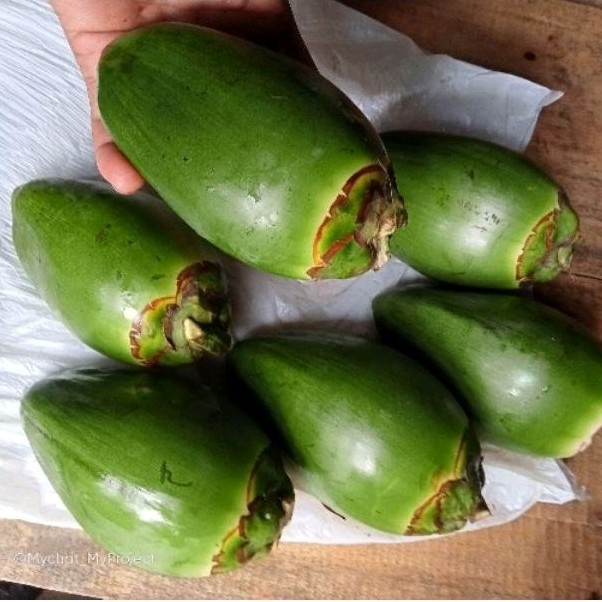 

ISM - Beluluk Kelapa - Tembuluk Kelapa Kecil