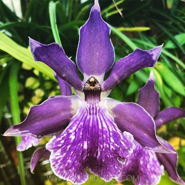 Zygonisia Murasaki  - Bumi Orchids Anggrek Koleksi Spesies Hybrid