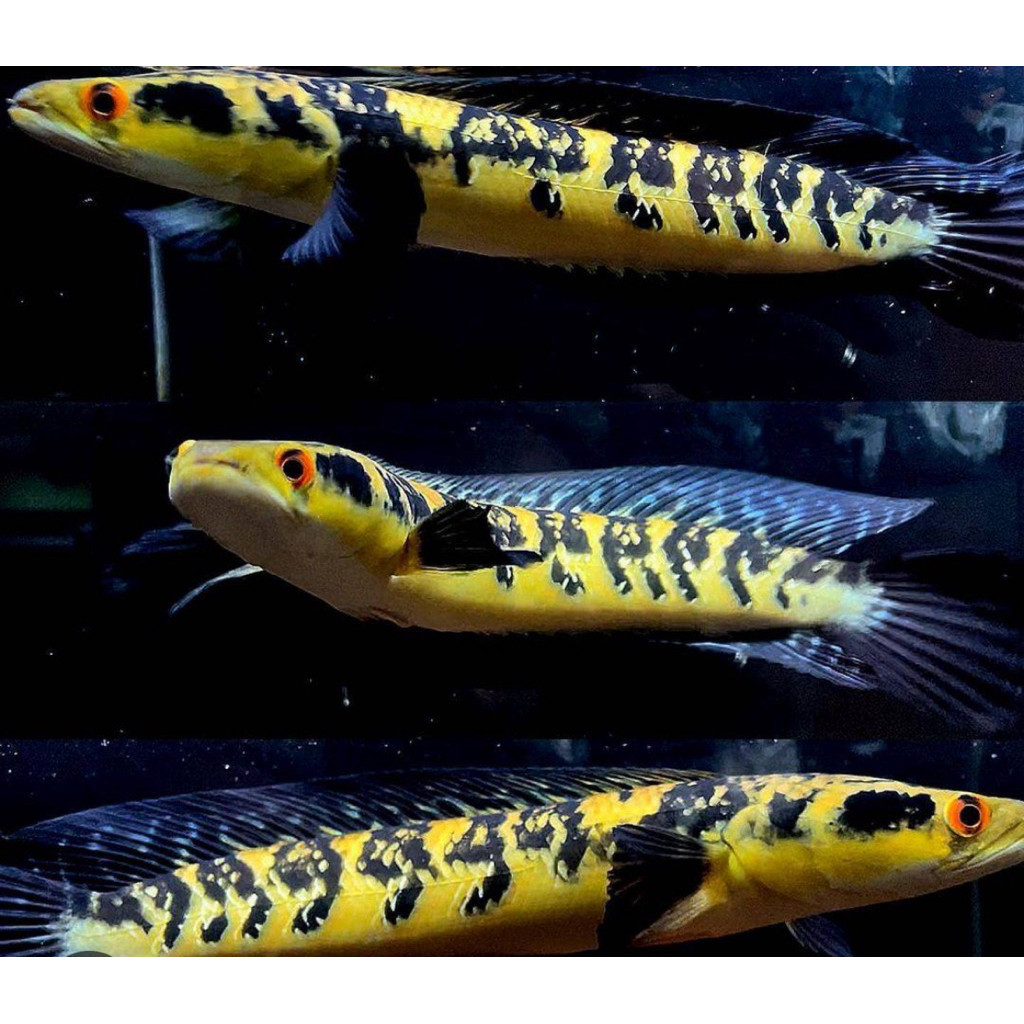 Hiasan chana maru ys 12-14 cm