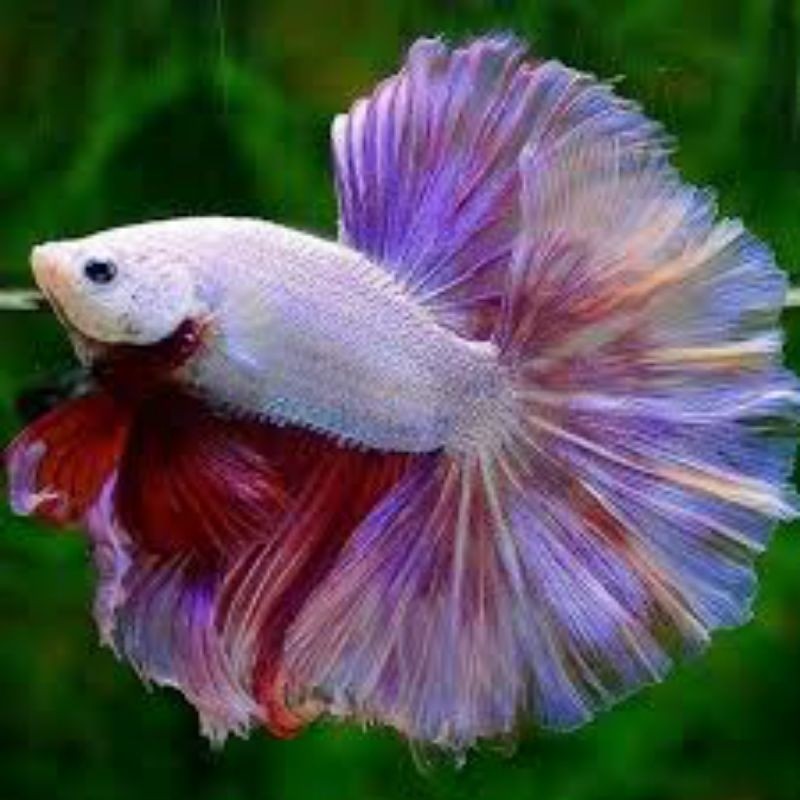 Hiasan Halfmoon Rosetail Good Foam