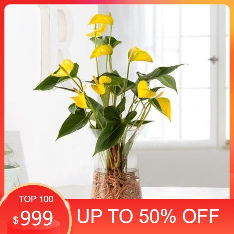 Tanaman Hias Anthurium Mickey Mouse Kuning - Anthurium Mickey Mouse Bunga Kuning - Tanaman hidup Pes