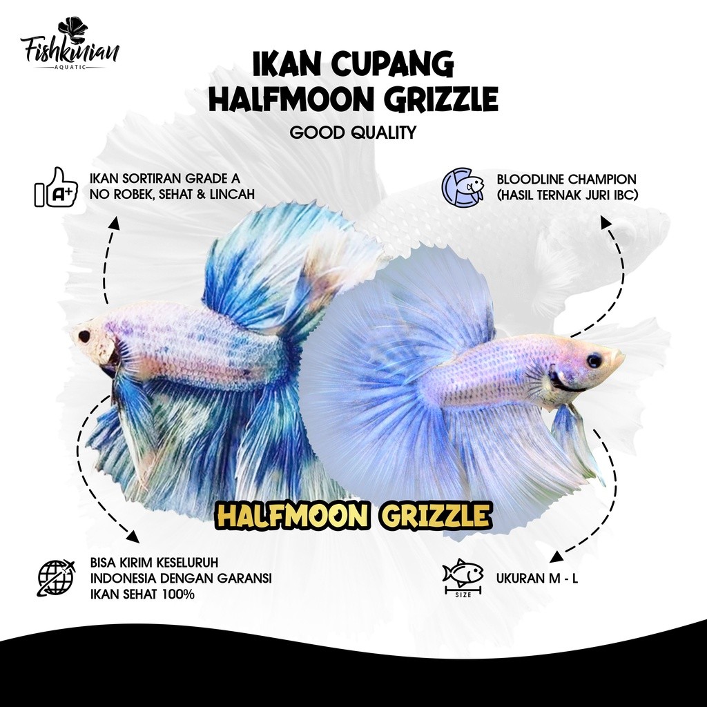 Hobi  Cupang Halfmoon (HM) Grizzle GRADE A