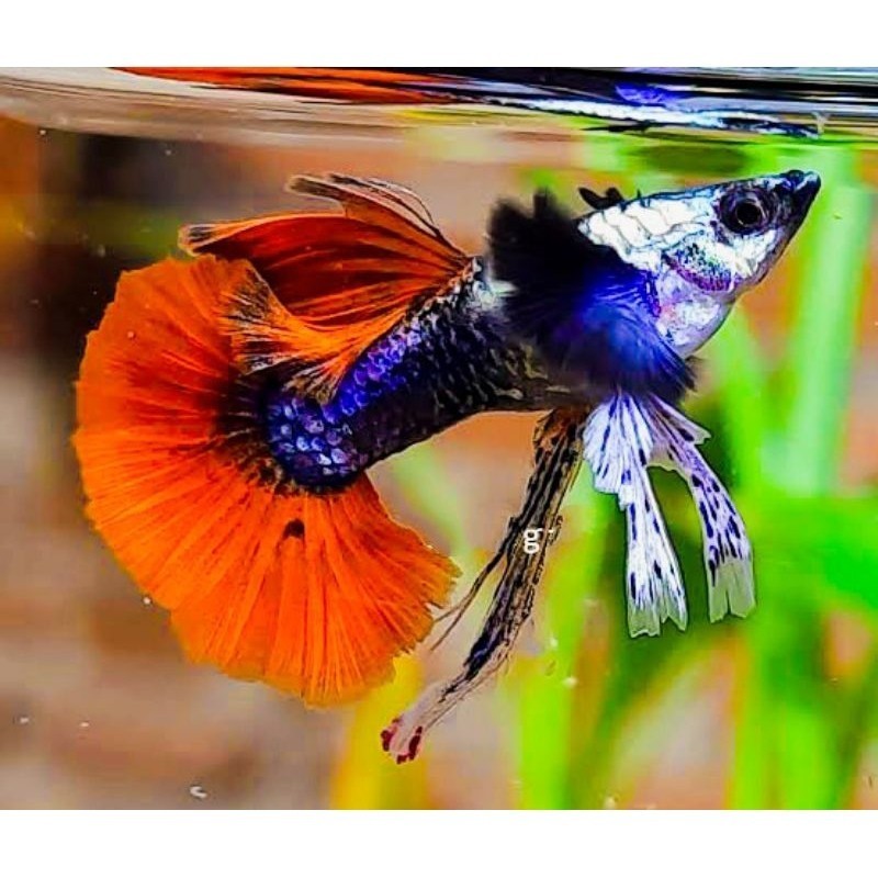 HIASAN AQUARIUM SEPASANG VVIP GUPPY PRTDE RIBBON LINE VIETNAM