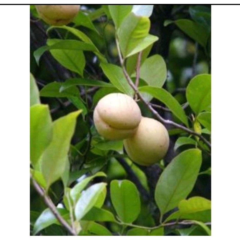 

PALA PRES SEGAR . REMPAH REMPAH 1 KG