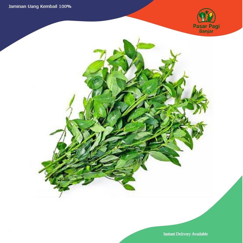 

Daun Katuk Segar Per Ikat Kecil