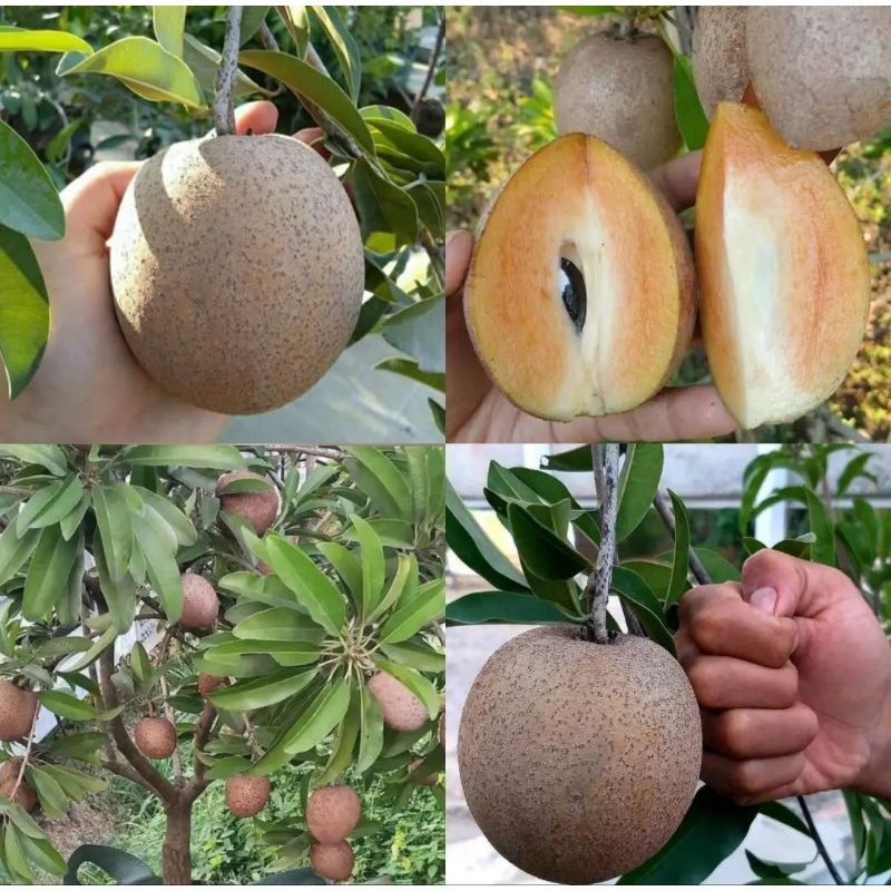 Bibit sawo jumbo Sawo manila hasil okulasi