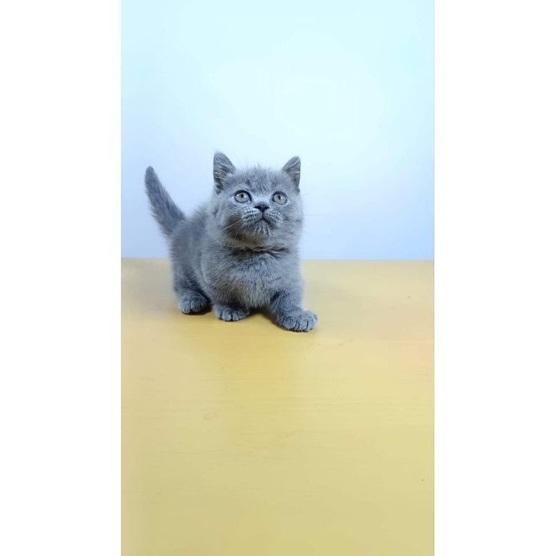 KUCING Bsh munchkin betina blue solid kitten