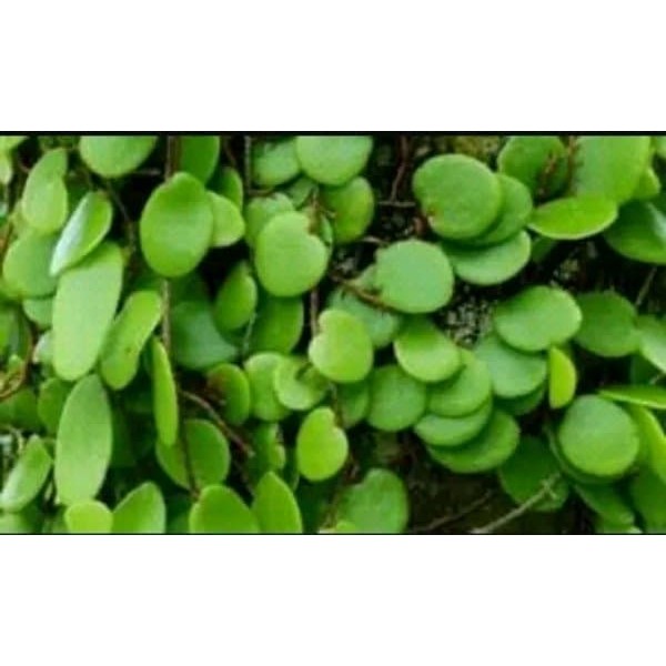 

Daun Picisan Sisik Naga Segar 100gr tanaman obat berkhasiat