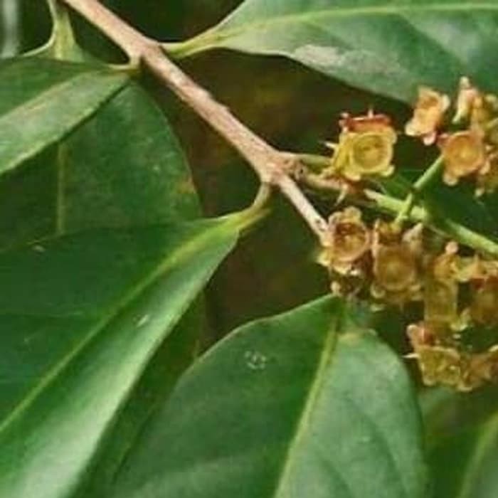 

Daun salam - Bahan bumbu dapur