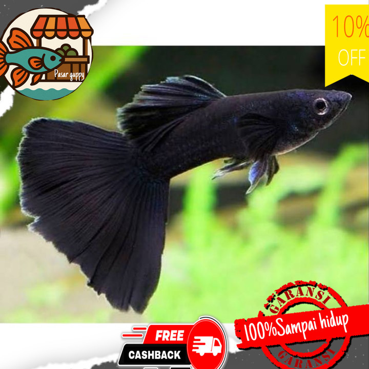 Hiasan aquarium Ikan Hias Guppy Black Moscow Ikan Hias Aquascape Aquarium