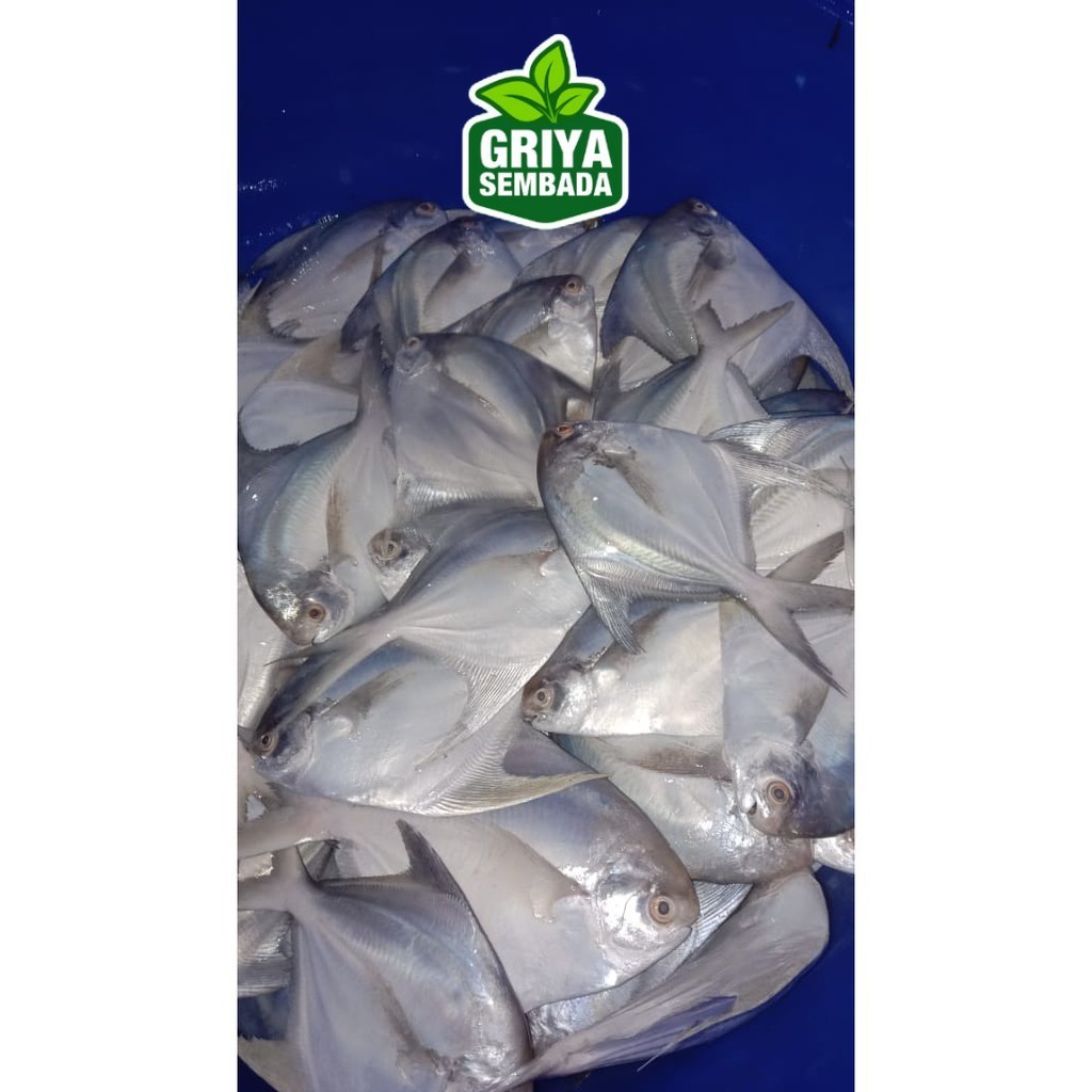 

Ikan Bawal Putih Segar Griya Sembada