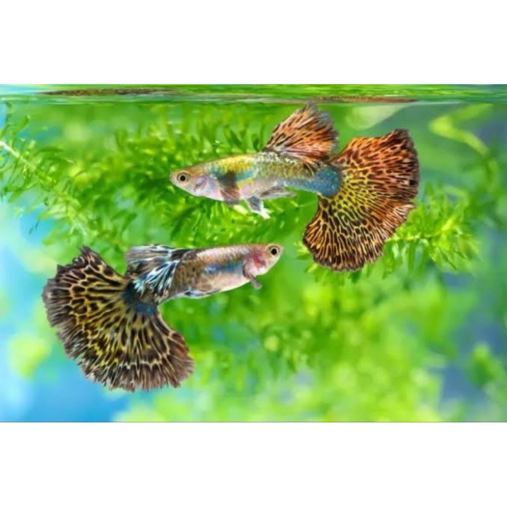 Hobi Paket isi 10/15 guppy cendolan dragon cobra mozaik hiasan aquarium