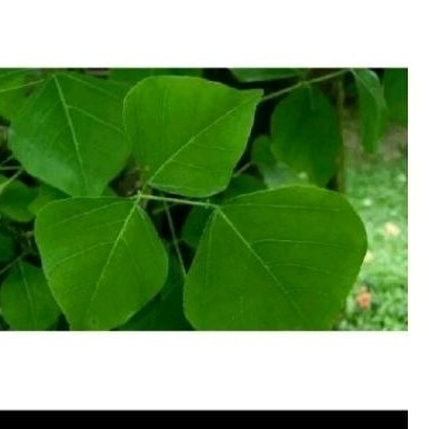 

Promo Daun dadap sgar 30 lmbar daun herbal dadap makasi