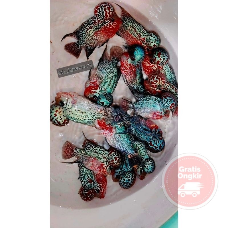 single Burayak Louhan SRD VIP Thailand