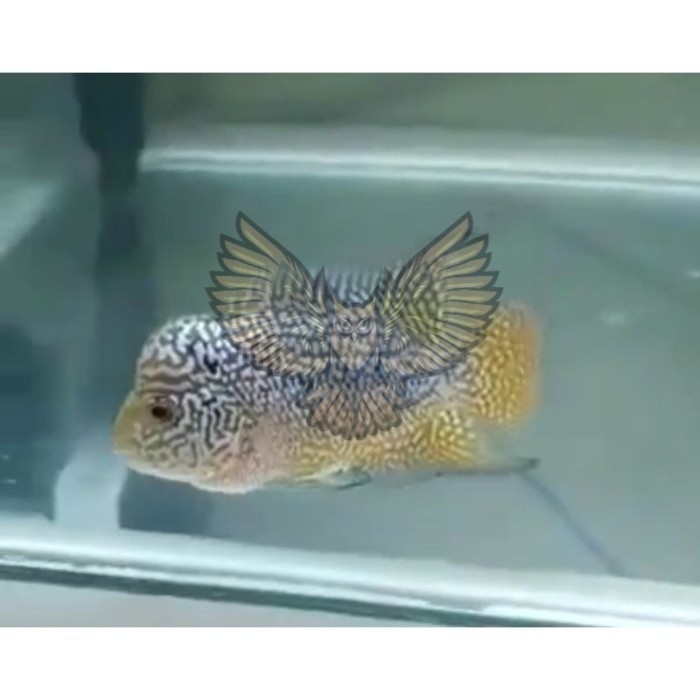 ornamental pemanis aquarium louhan lohan kamfa F2 GEN ORI burayak BELI 3 GRATIS 1 6 GRATIS 2