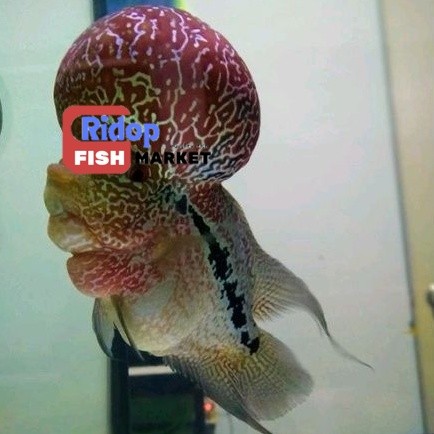 Perlengkapan akuarium Promo Besar Obral Burayak Louhan Lohan (rndm) Srm/F3/Cencu/SRD Boom Head ridop