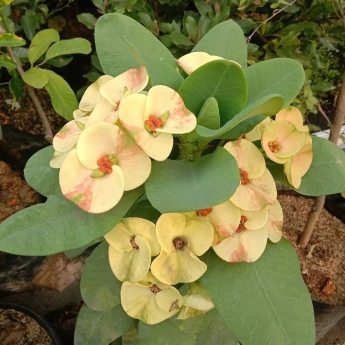 Tanaman Hias Euphorbia Kuning - Euphorbia bunga kuning