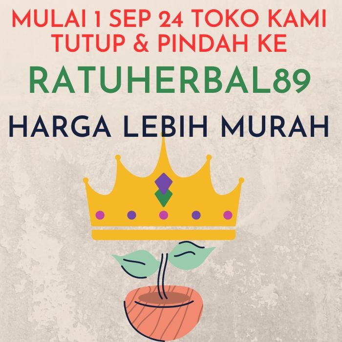 Obat Kanker Kunyit Putih