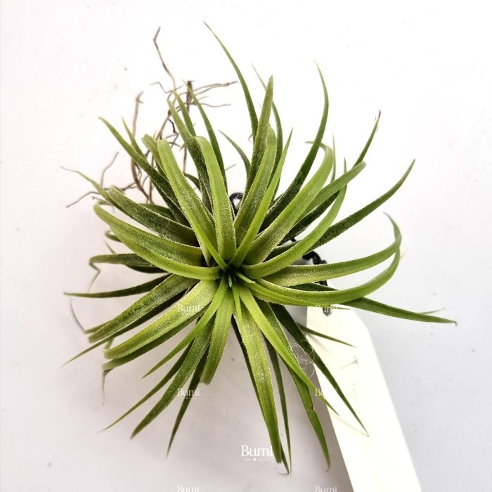 BUMI ORCHIDS Tillandsia ionantha 'Druid' Variegated - Air Plants Tanaman Hidup Tanpa Tanah