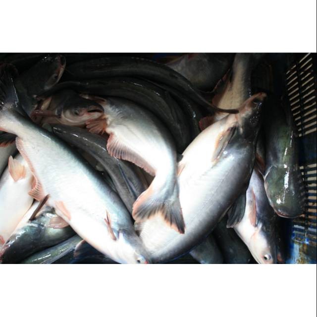 

Ikan Patin Segar Kurleb 1.2kg