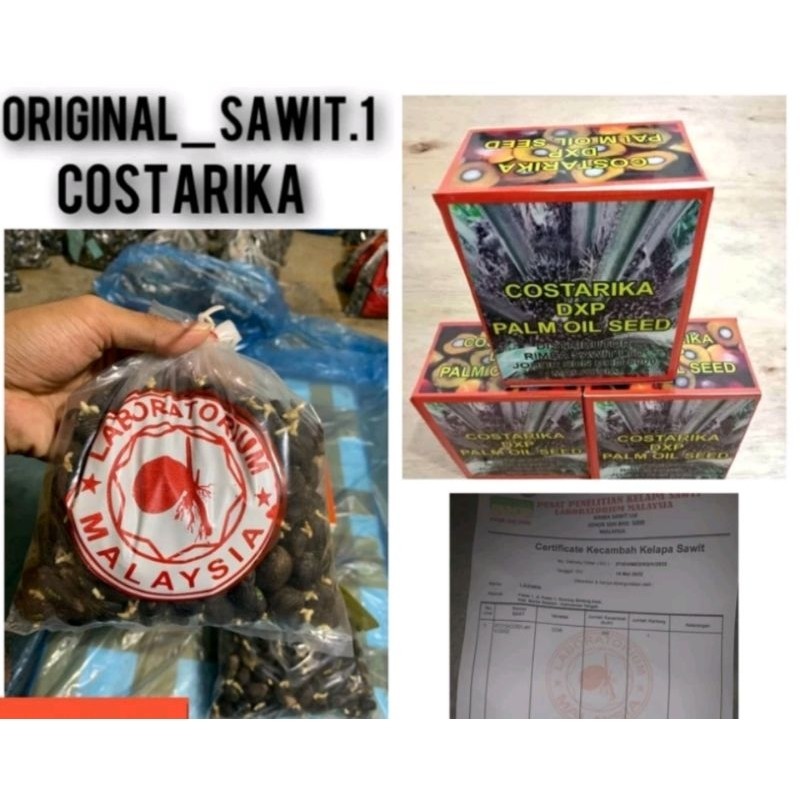 Bibit Benih Kecambah Sawit DXP COSTARIKA (250 butir)