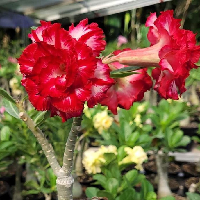 ( COD ) Bibit Adenium Bunga Tumpuk ID PHETMONKON PMK Grafting Kamboja Jepang